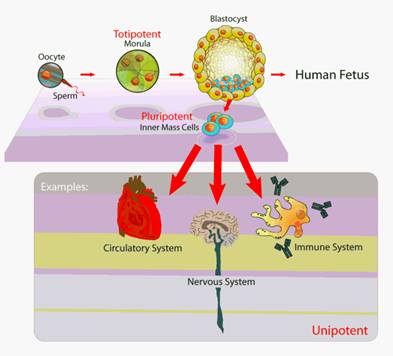 Stem Cell