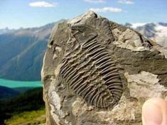 Burgess_Shale1