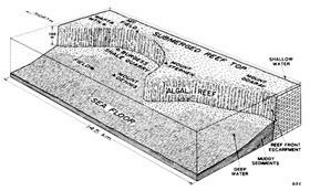 Burgess_Shale_Diagram